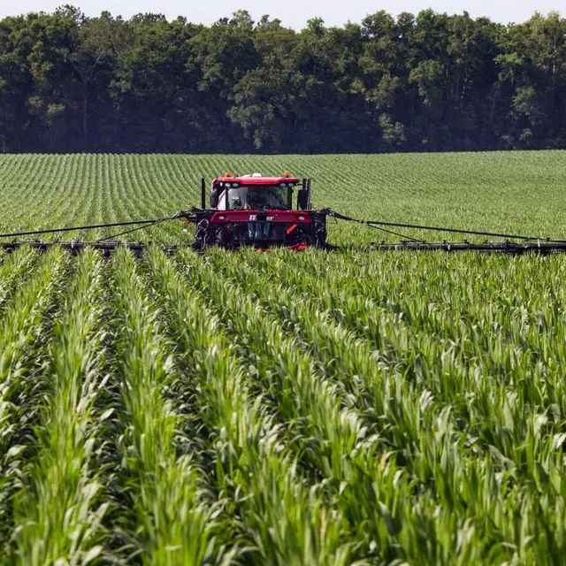 thumbnail for publication: Nitrogen Fertilizer Guidelines for Field Corn Production in Florida
